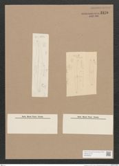 Pleurosigma sp. (de-Toni-Nr.: Genus 13) Zeichnungen Sammlung Grunow Nr. 2170 (NHMW-BOT-W0369232)